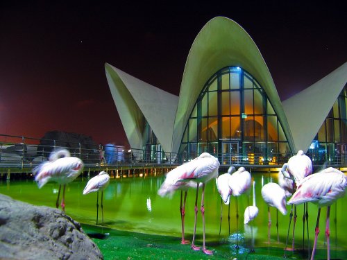 Valencia met flamingo's